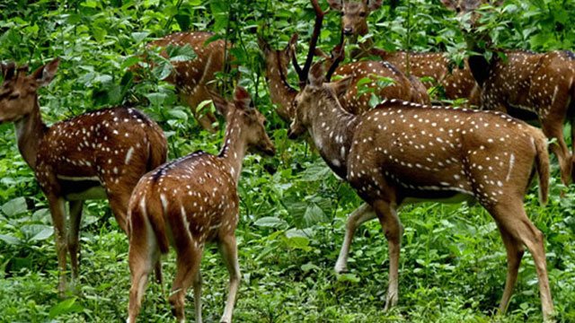 Araku Valley Wildlife Tour Packages | call 9899567825 Avail 50% Off